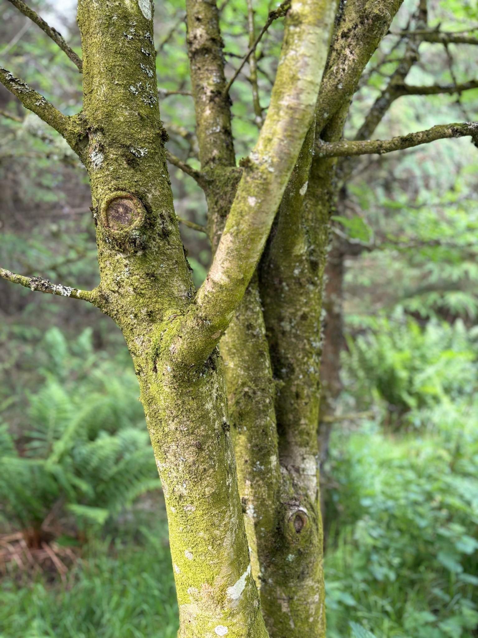 Close-up of moss-covered tree trunks in a woodland setting, capturing natural olive and green tones that inspired the Olive framed canvas art kit colour palette.