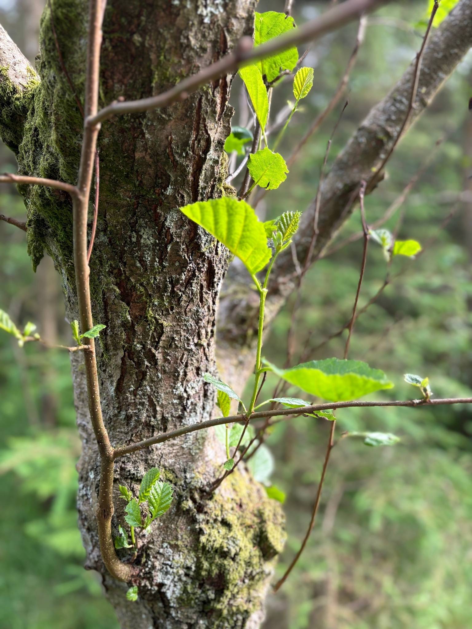 Fresh green leaves growing from a tree trunk in soft woodland light, reflecting the organic olive and green hues behind the Olive DIY framed canvas art kit.