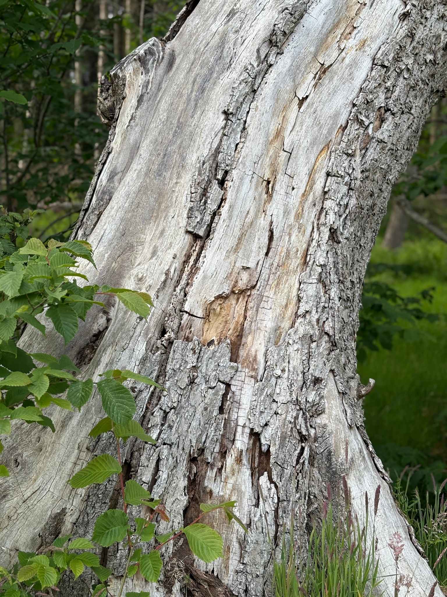 Weathered tree bark with layered natural textures and muted earthy tones, inspiring the depth and contrast of the Olive framed canvas art kit colour palette.