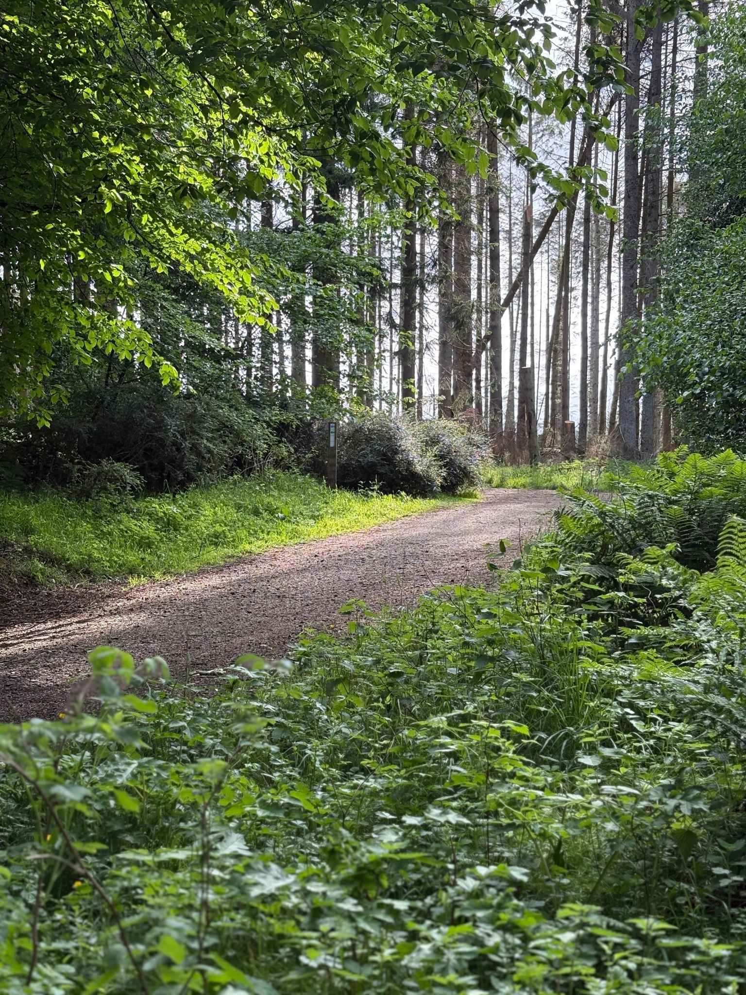 Peaceful woodland path surrounded by lush greenery, evoking the calm, grounded feeling behind the Olive colour palette used in the Plan framed canvas art kit.