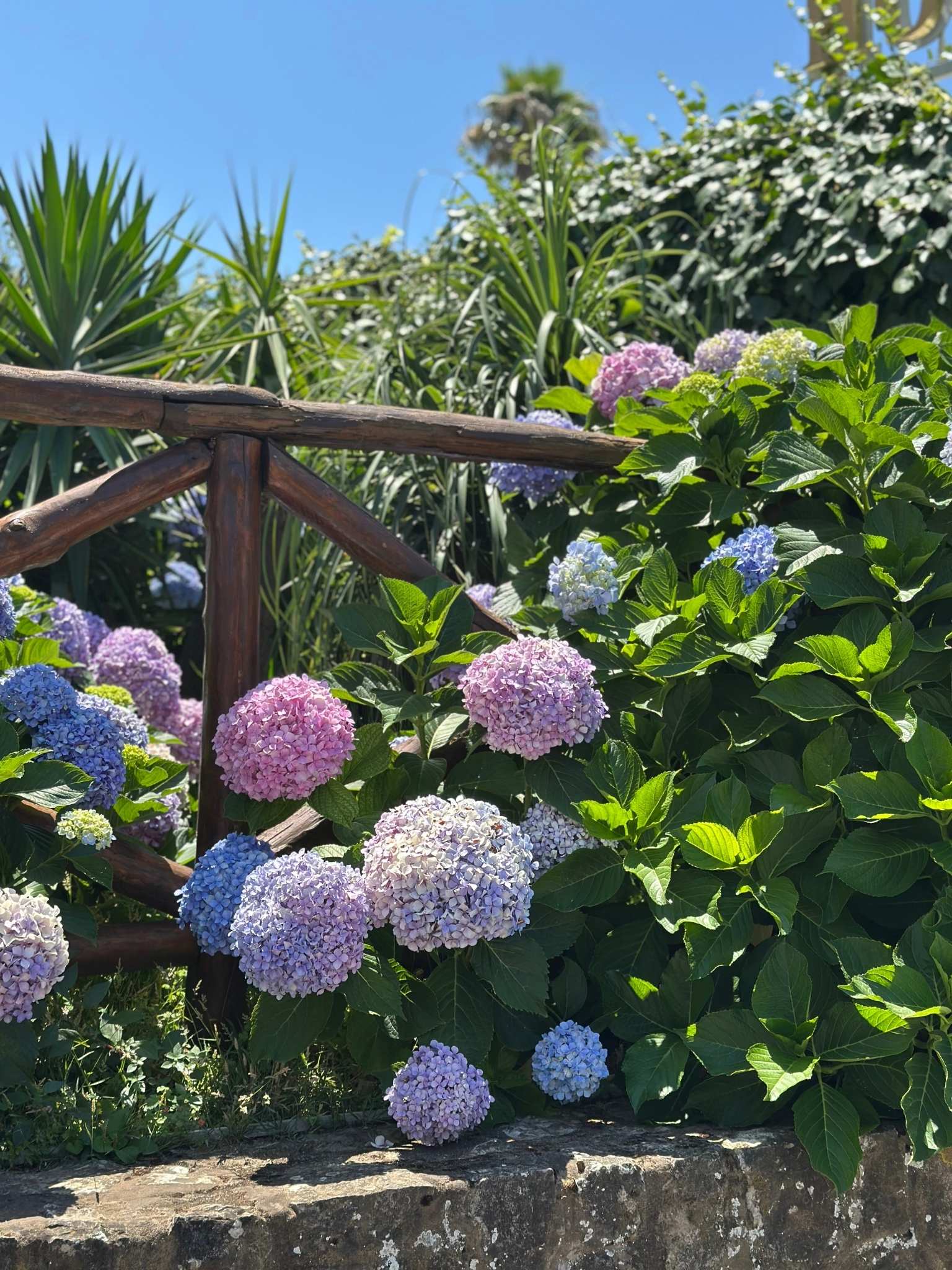 Hydrangea flowers in blue, pink and purple tones, showing natural colour mixing and variation that reflects the creative freedom of the Primary Colours art kit palette.