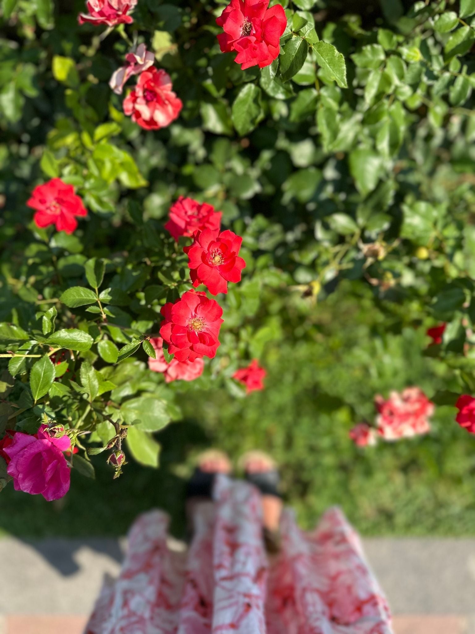 Vivid red flowers set against lush green foliage, reflecting the power of pure colour and contrast that defines the Primary Colours DIY framed canvas art kit.